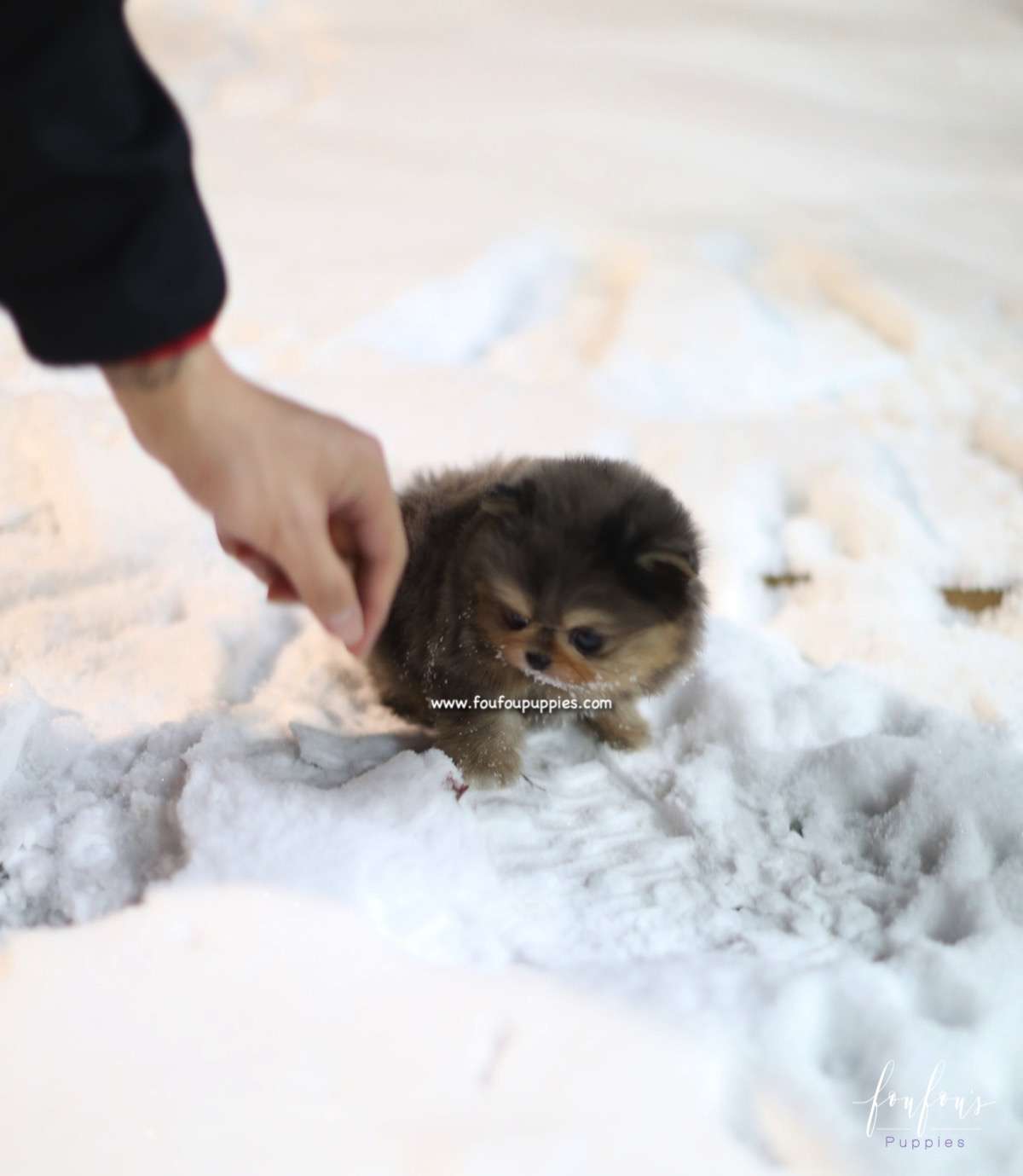 Açai - Pomeranian M.
