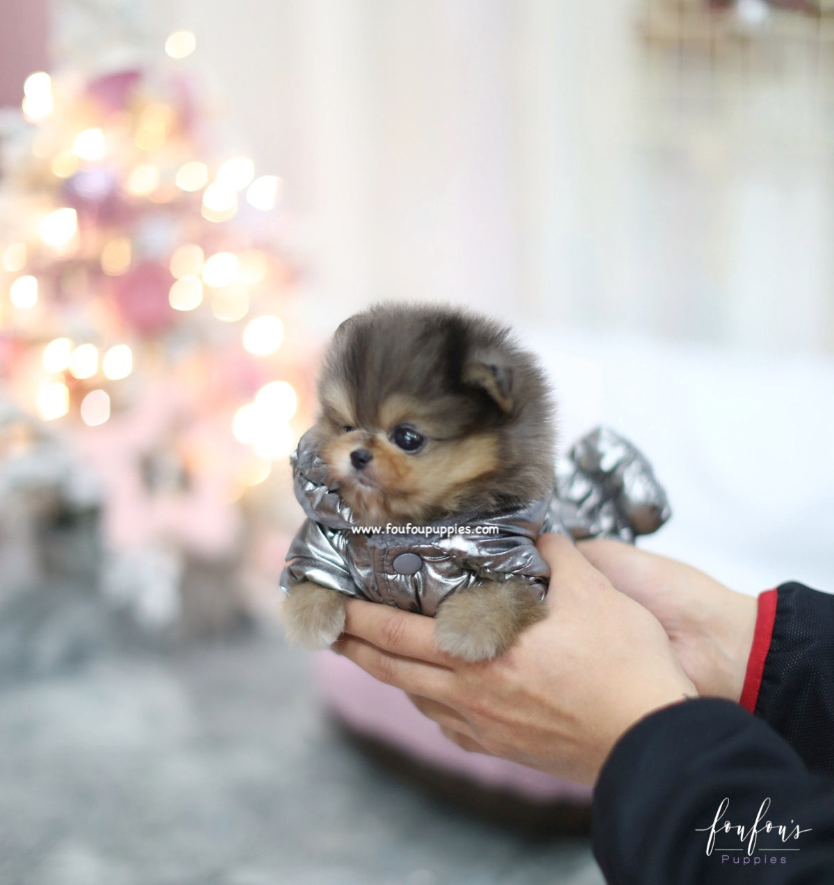 Açai - Pomeranian M.