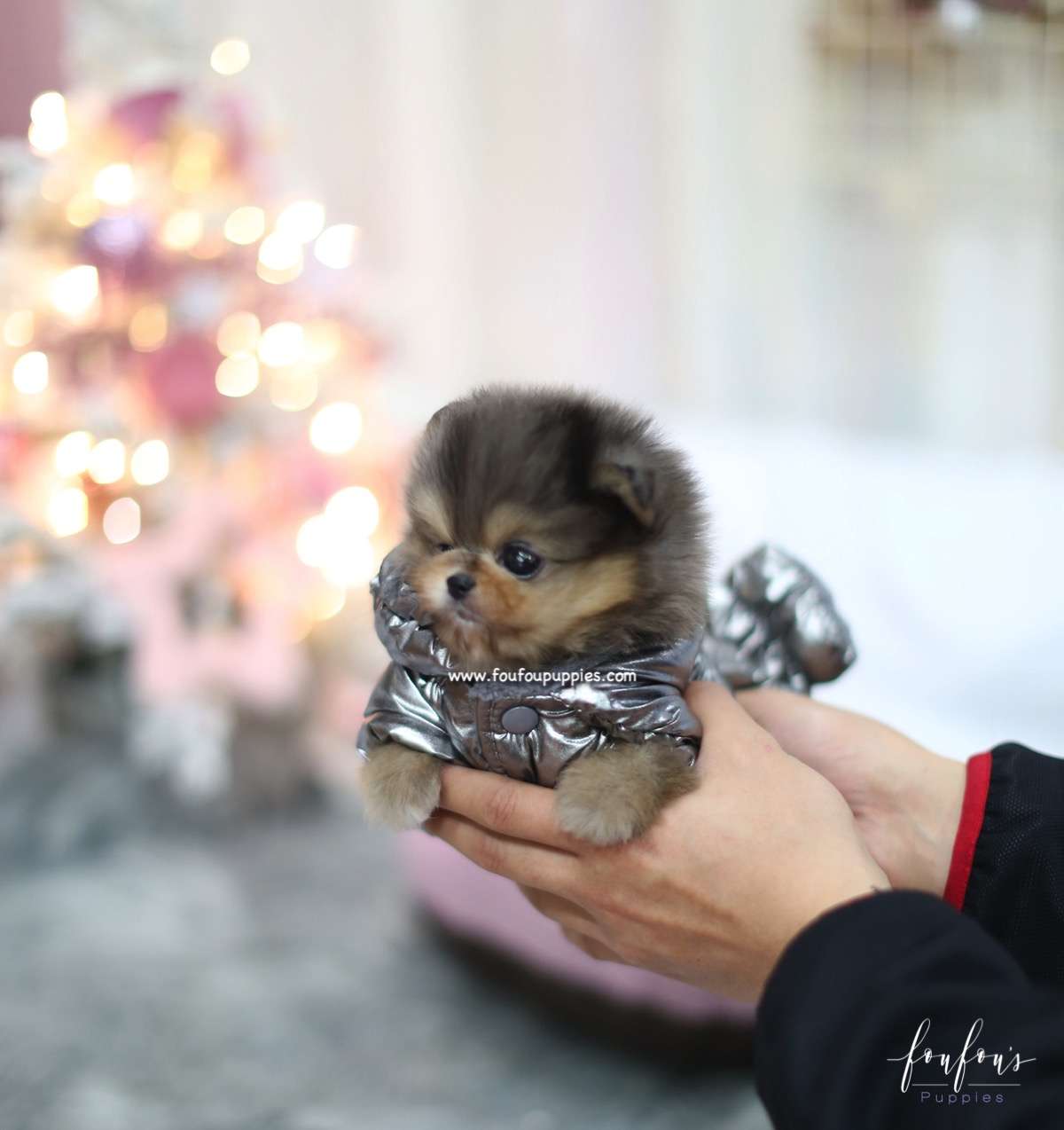 Açai - Pomeranian M.