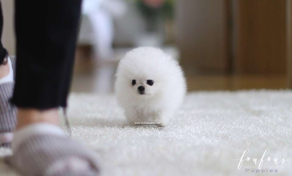 Boubou - Pomeranian M.