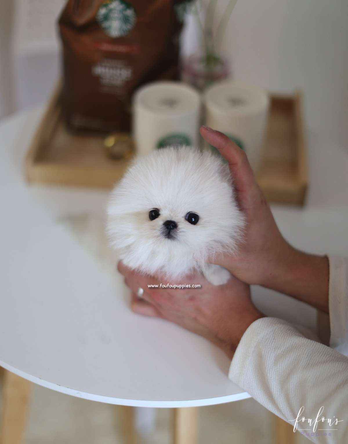 Boubou - Pomeranian M.
