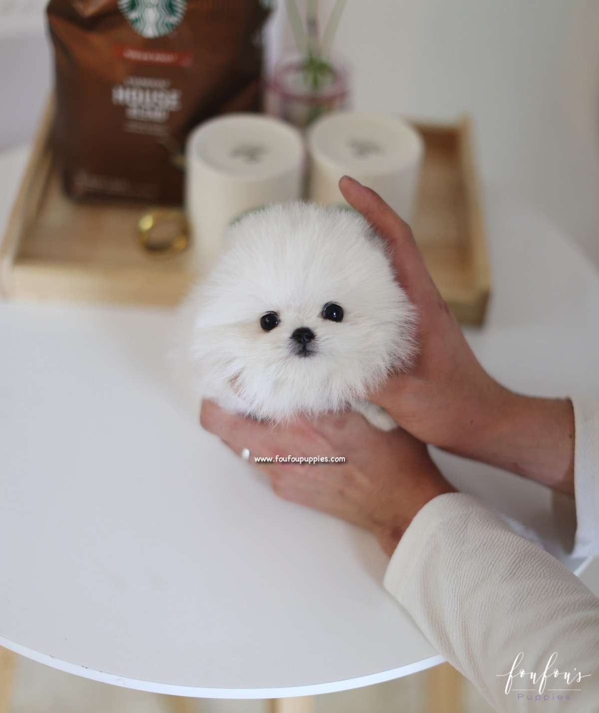 Boubou - Pomeranian M.