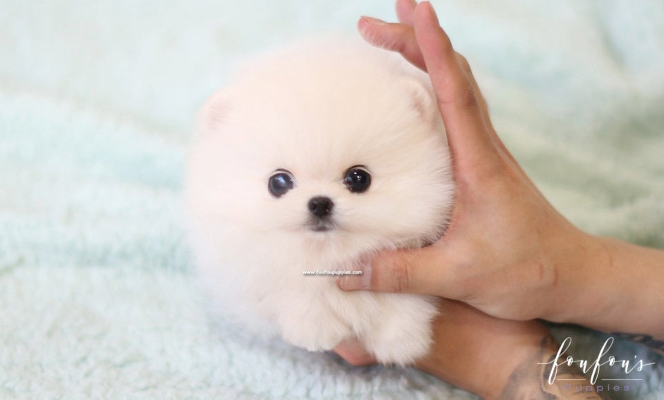 Dash - Pomeranian M.