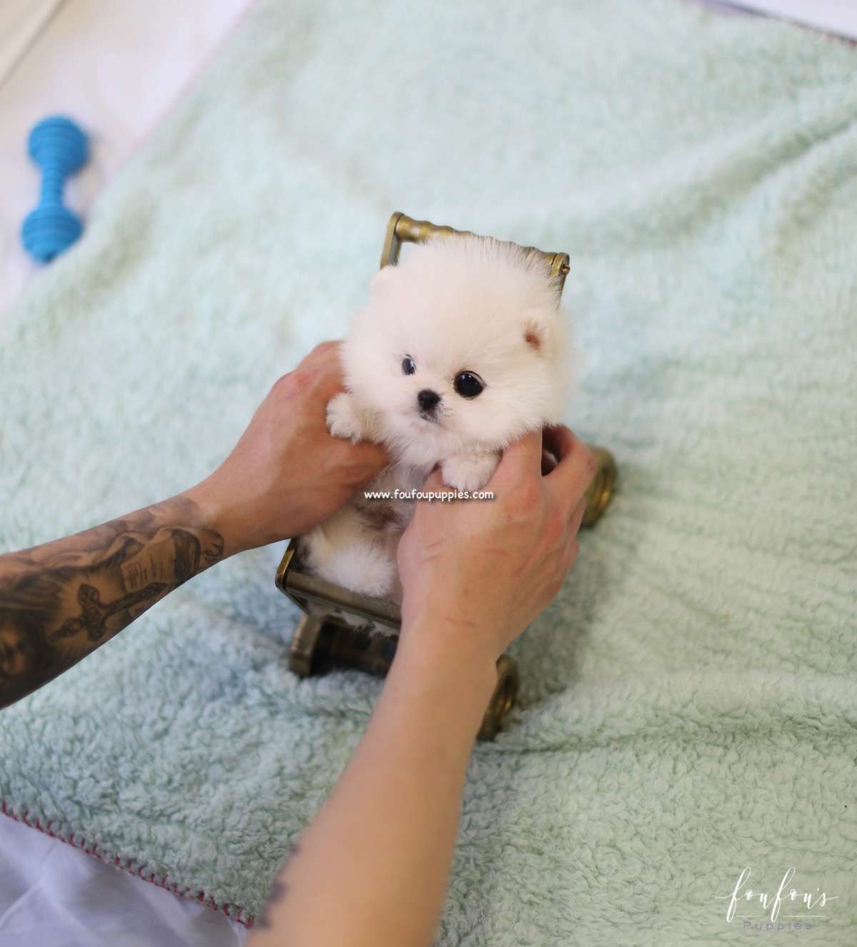Dash - Pomeranian M.