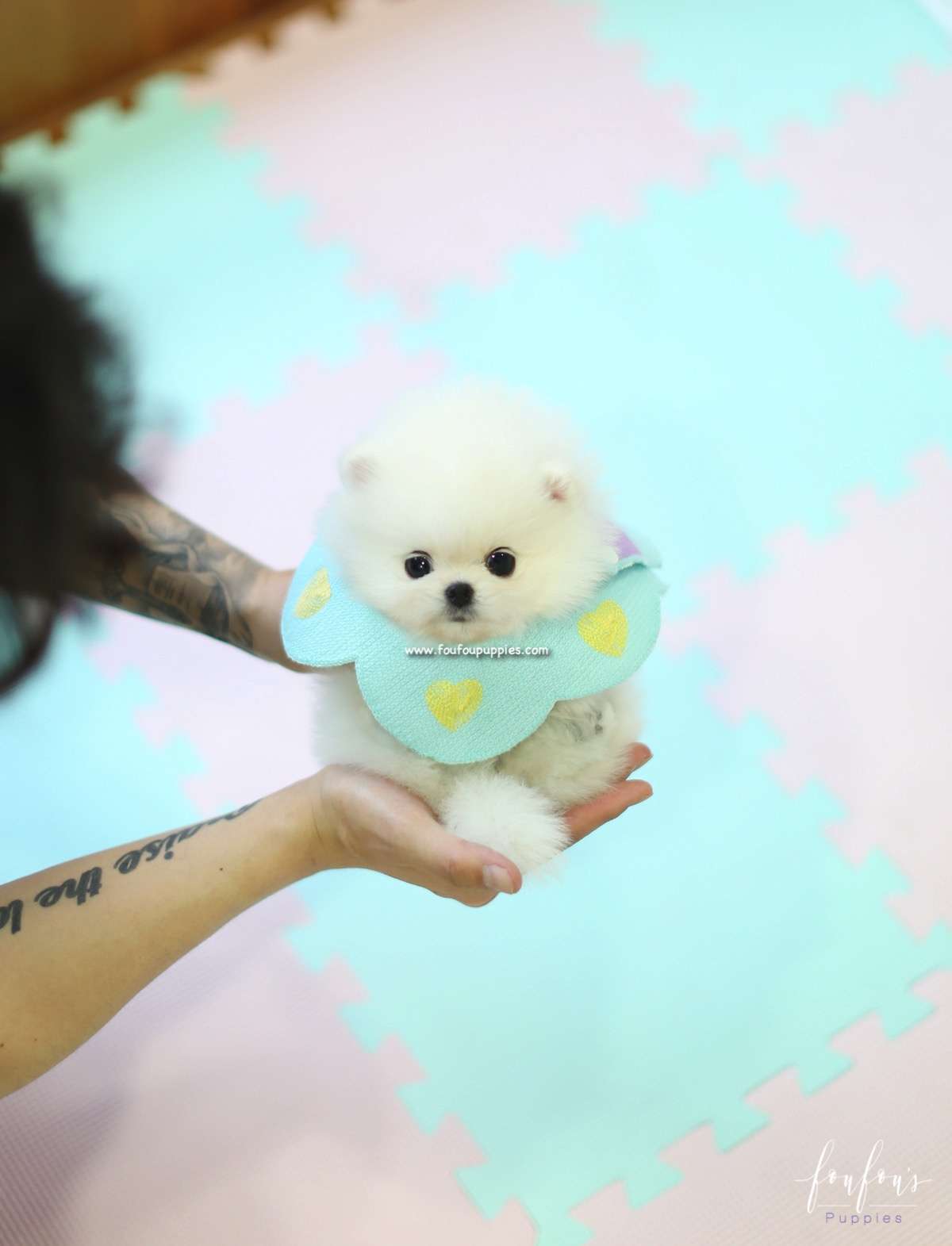 Dash - Pomeranian M.