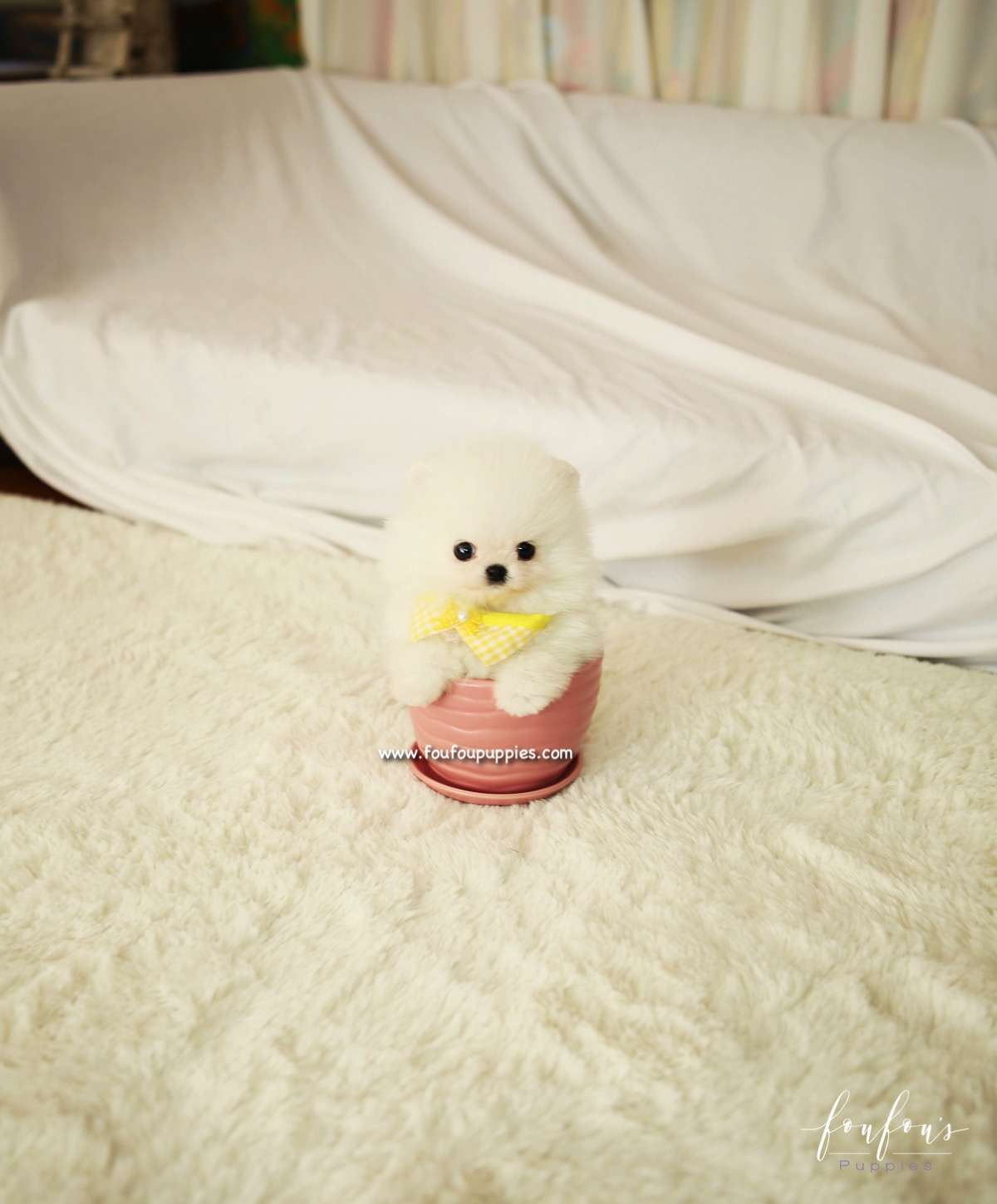 BonBon - Pomeranian M.
