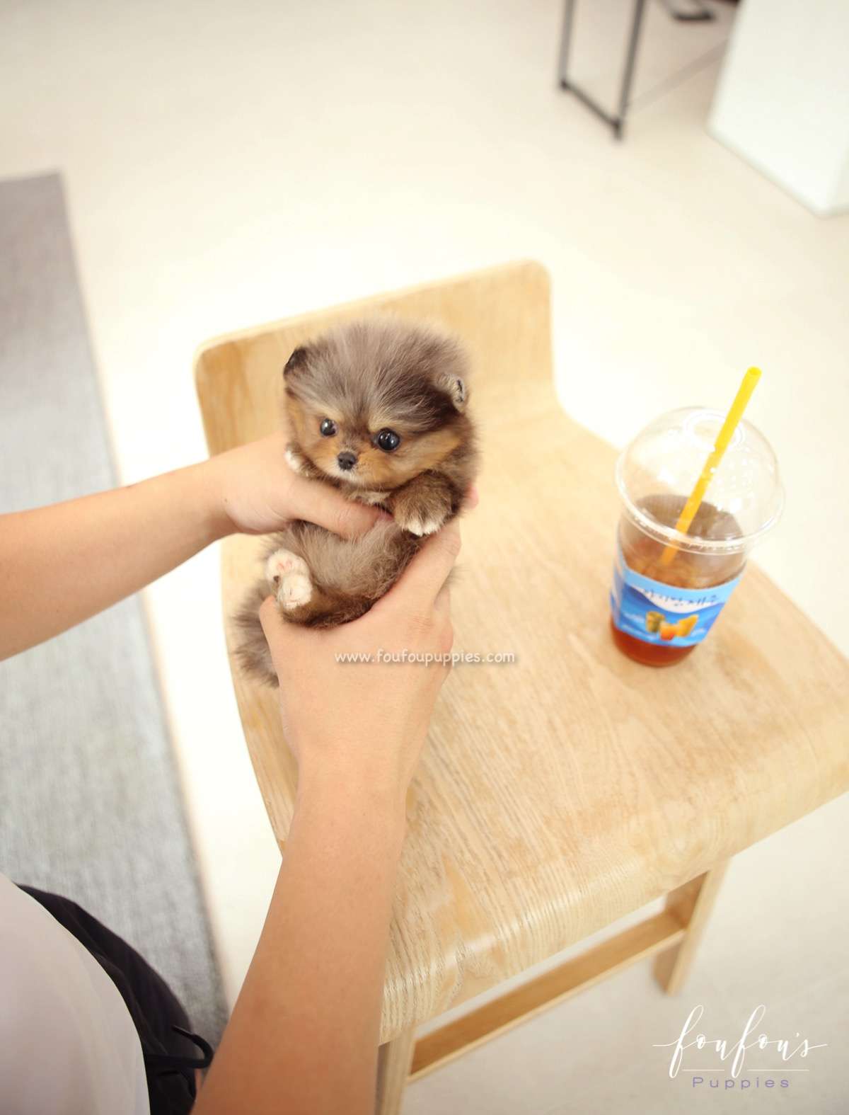 BonBon - Pomeranian F.