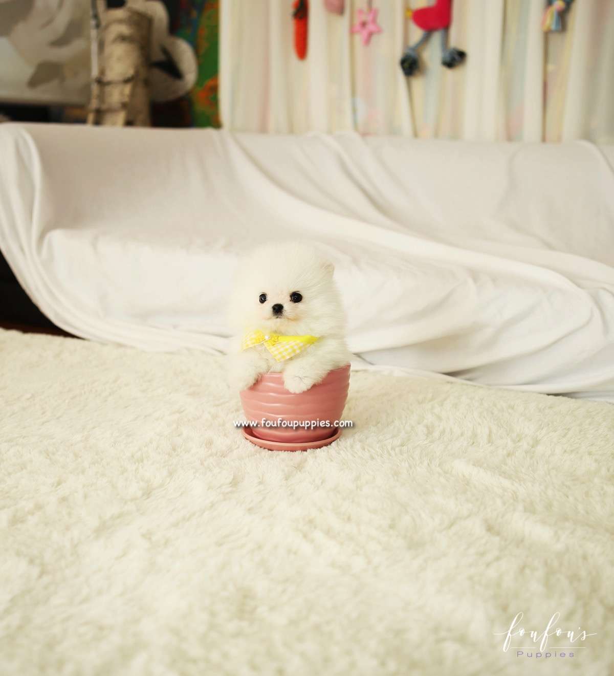 BonBon - Pomeranian M.