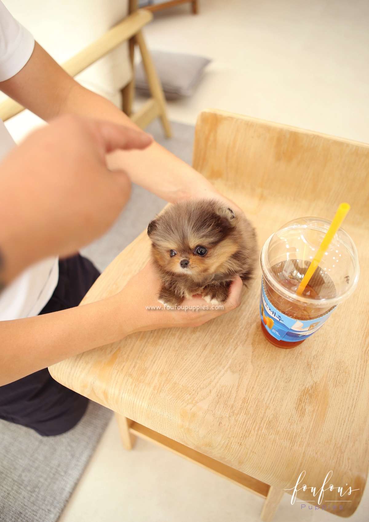 BonBon - Pomeranian F.