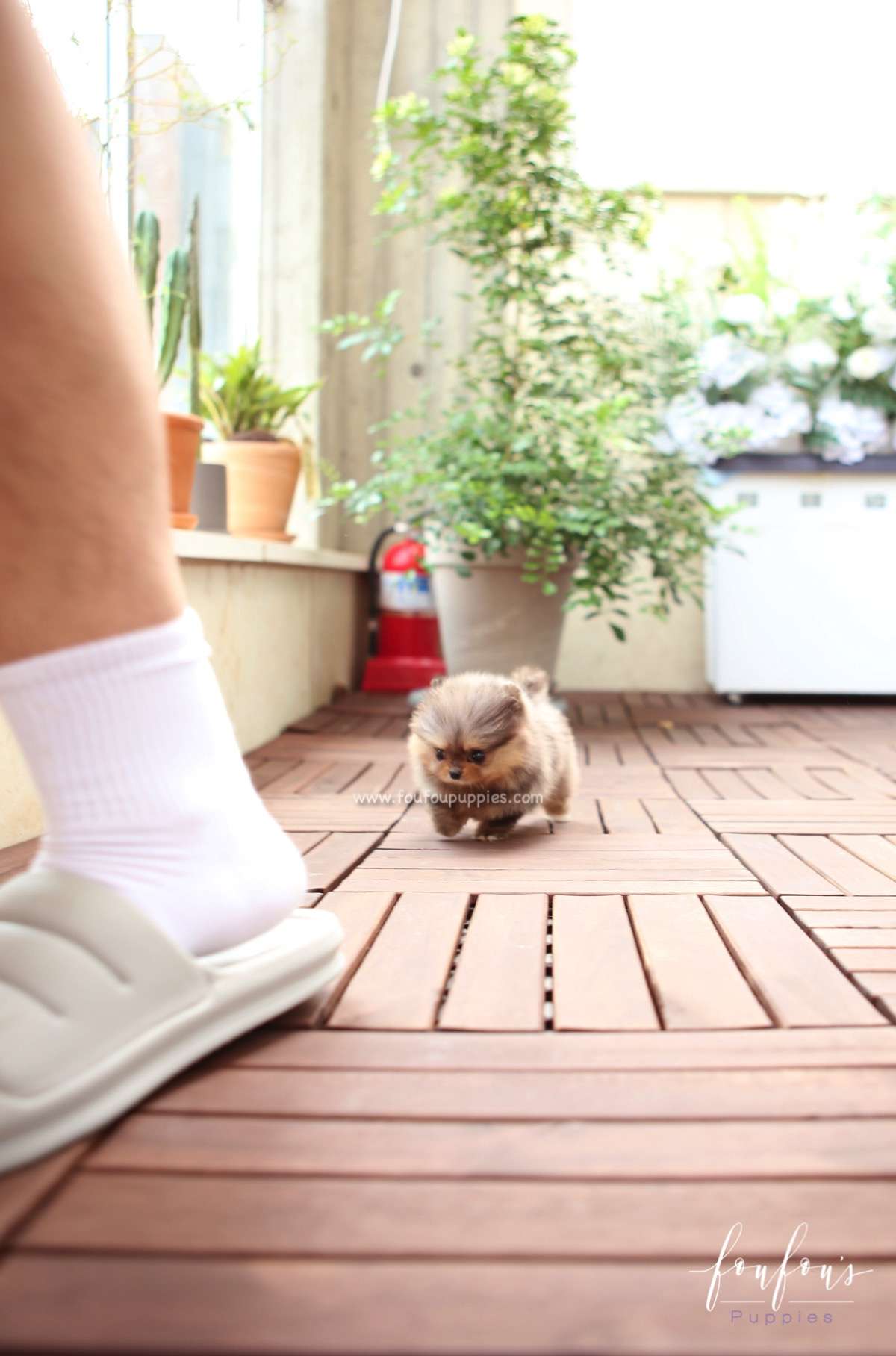 BonBon - Pomeranian F.