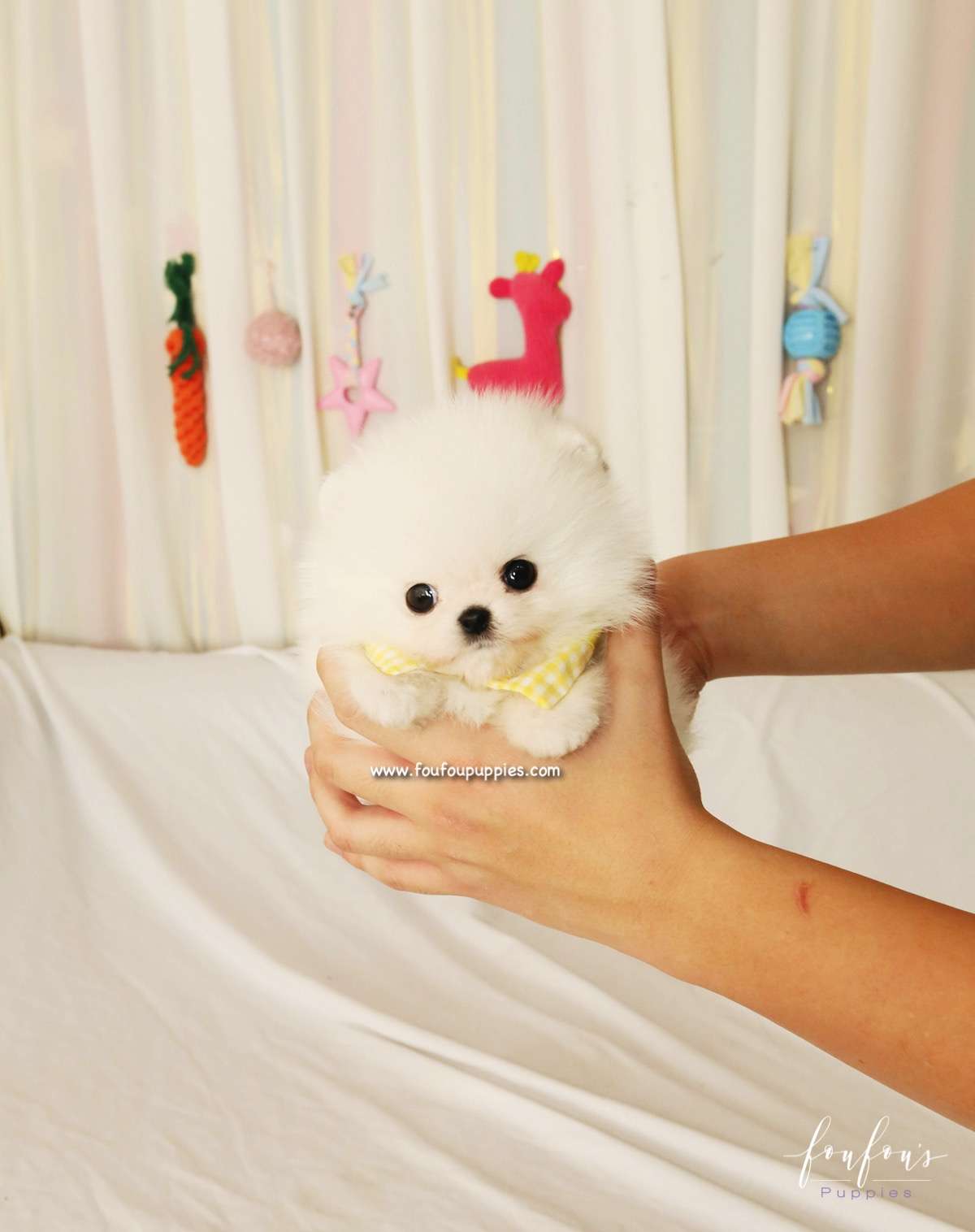 BonBon - Pomeranian M.