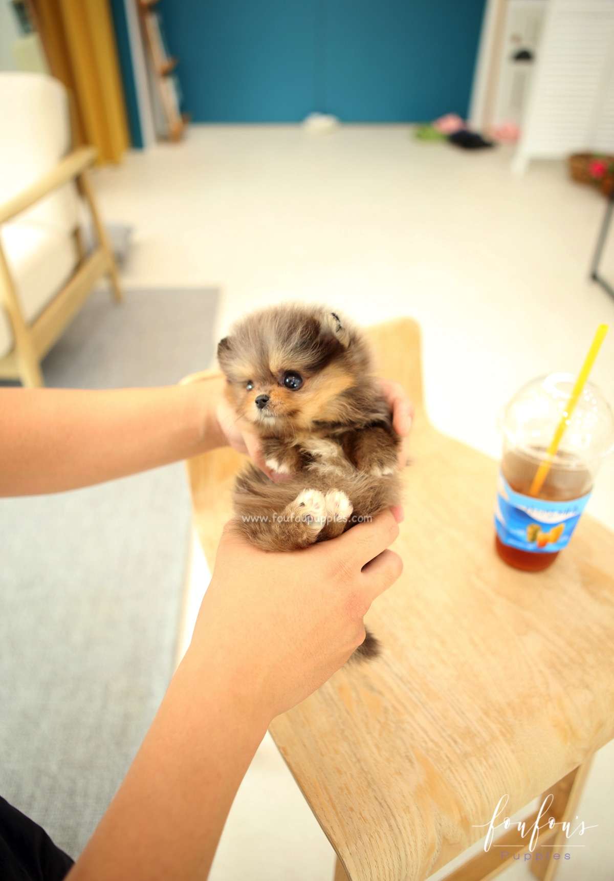 BonBon - Pomeranian F.