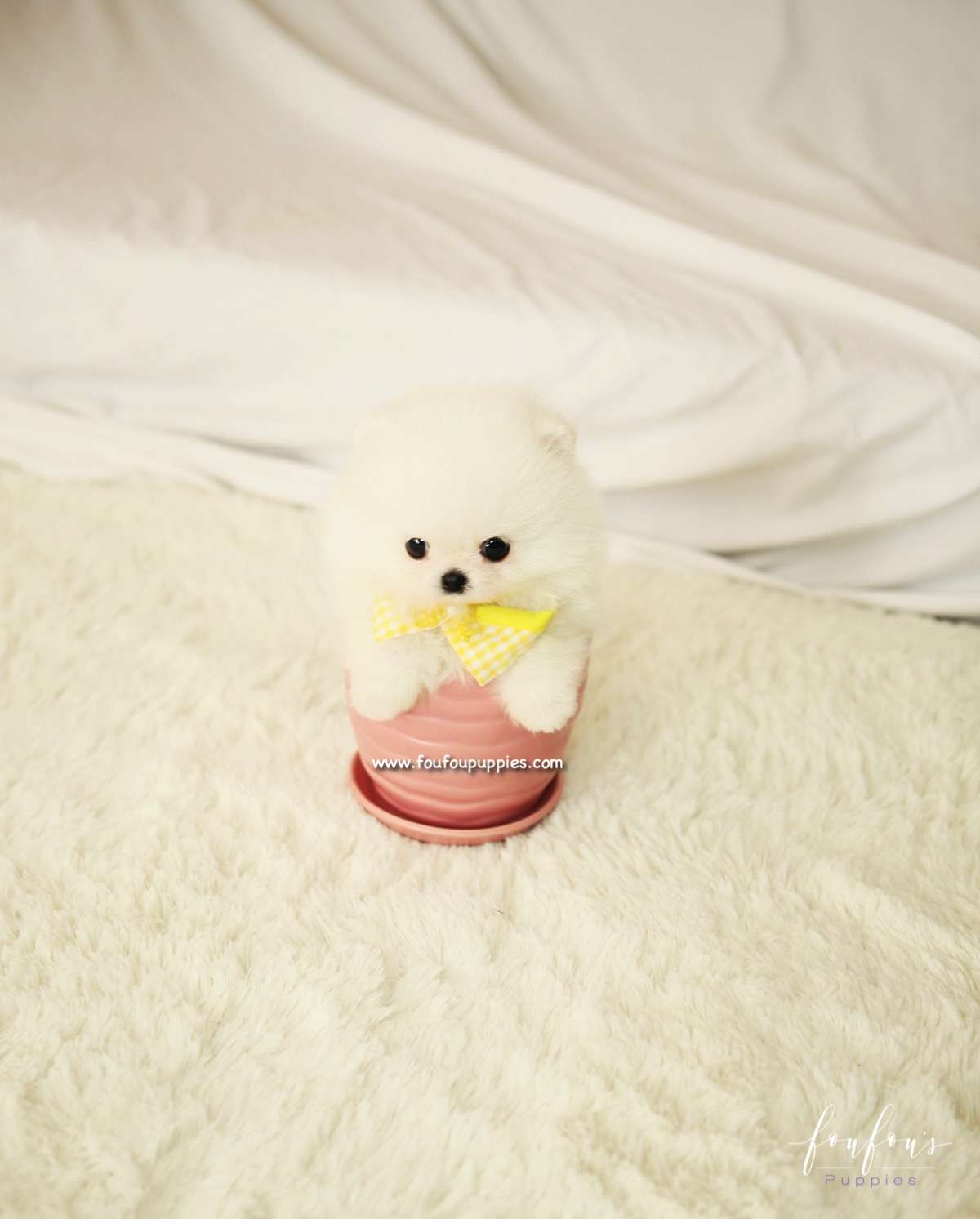 BonBon - Pomeranian M.