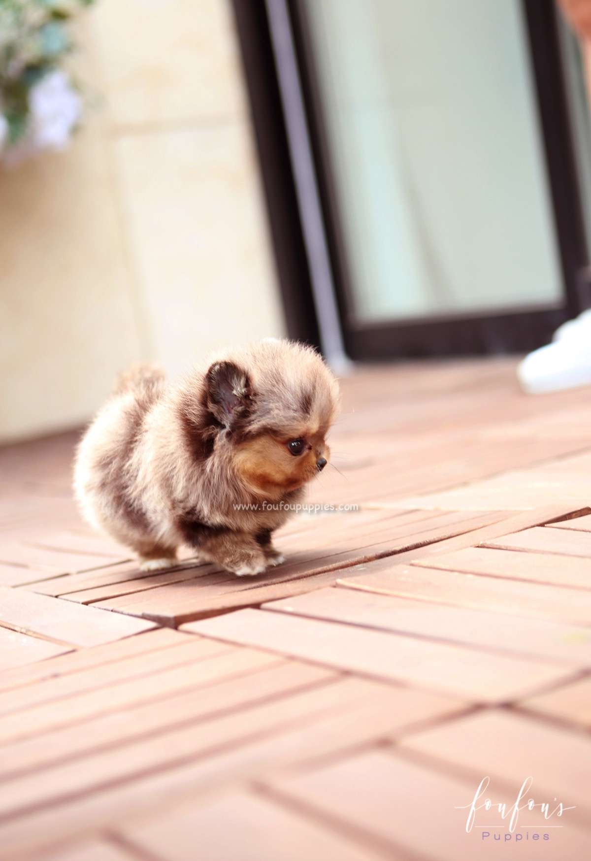 BonBon - Pomeranian F.