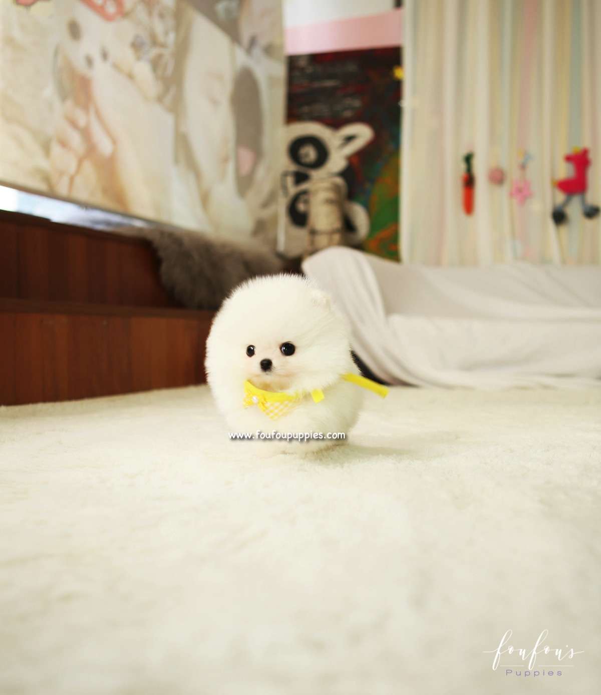 BonBon - Pomeranian M.