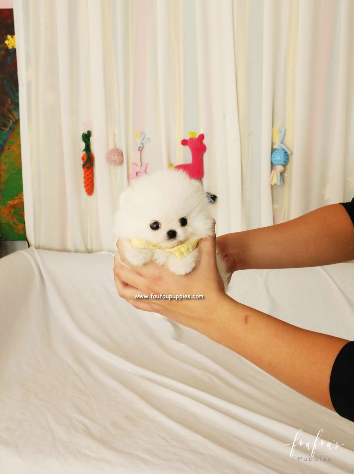 BonBon - Pomeranian M.