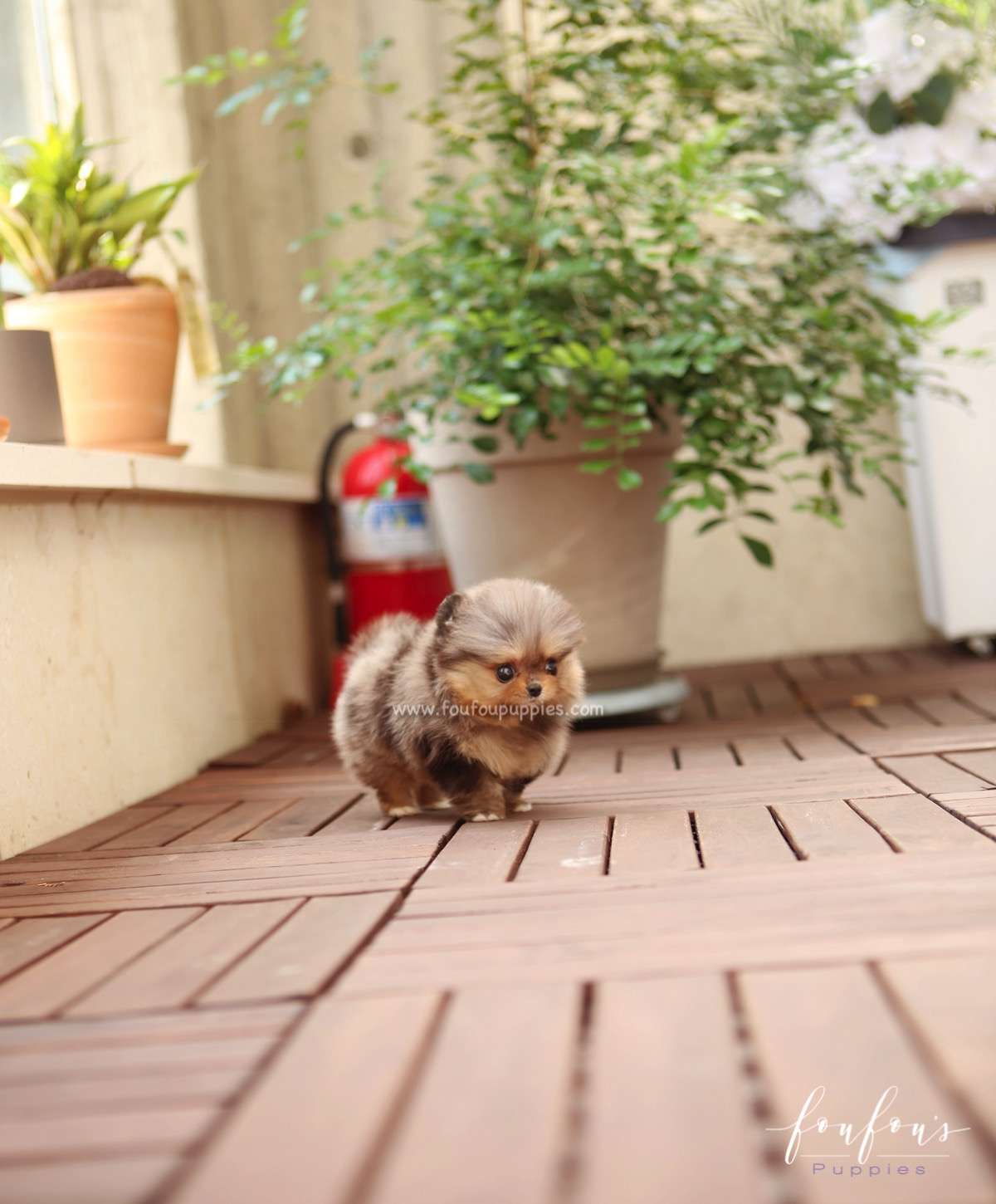 BonBon - Pomeranian F.