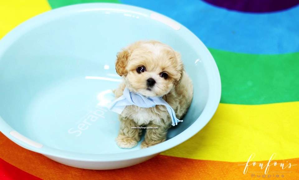 Gizmo - Maltipoo M.