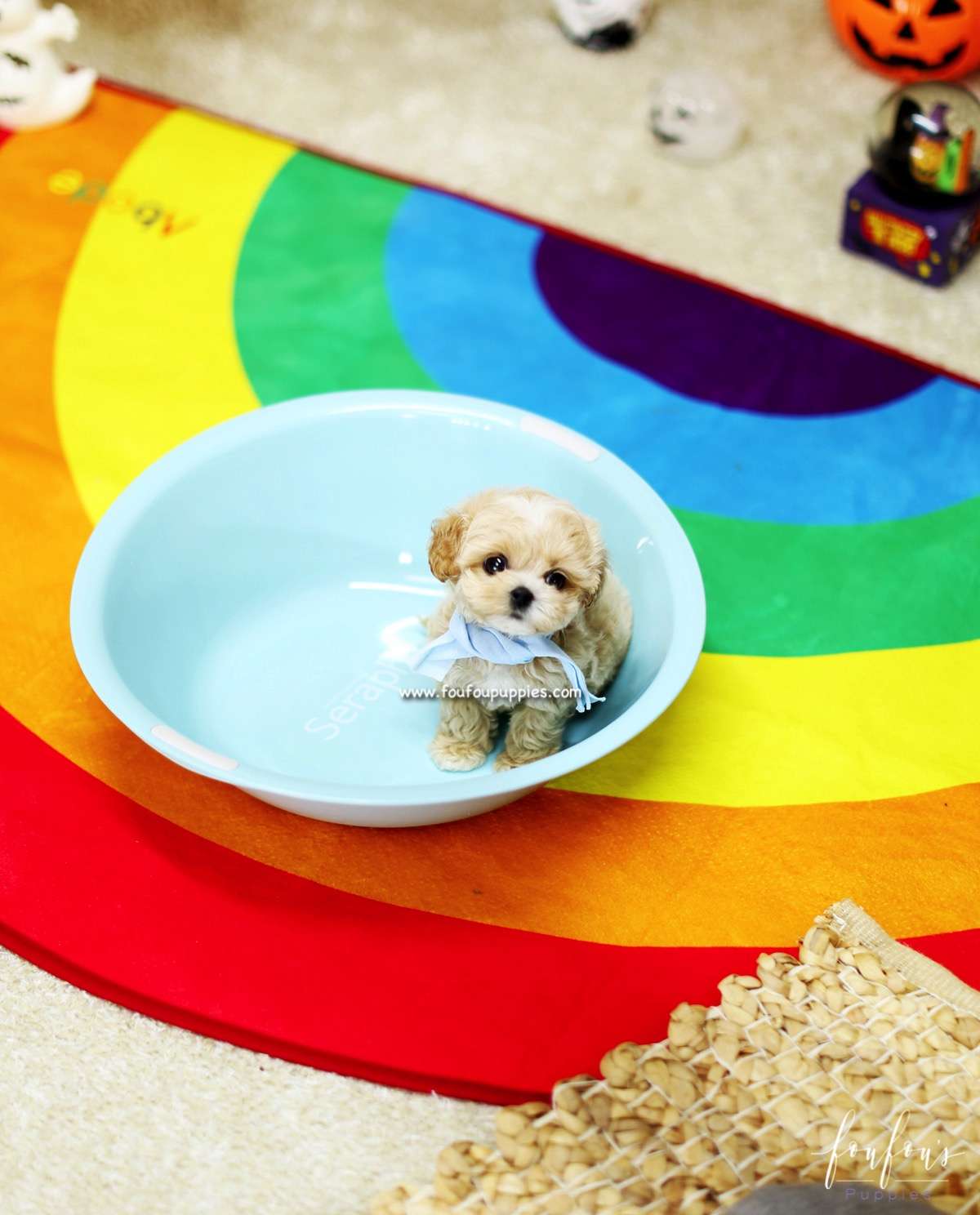 Gizmo - Maltipoo M.