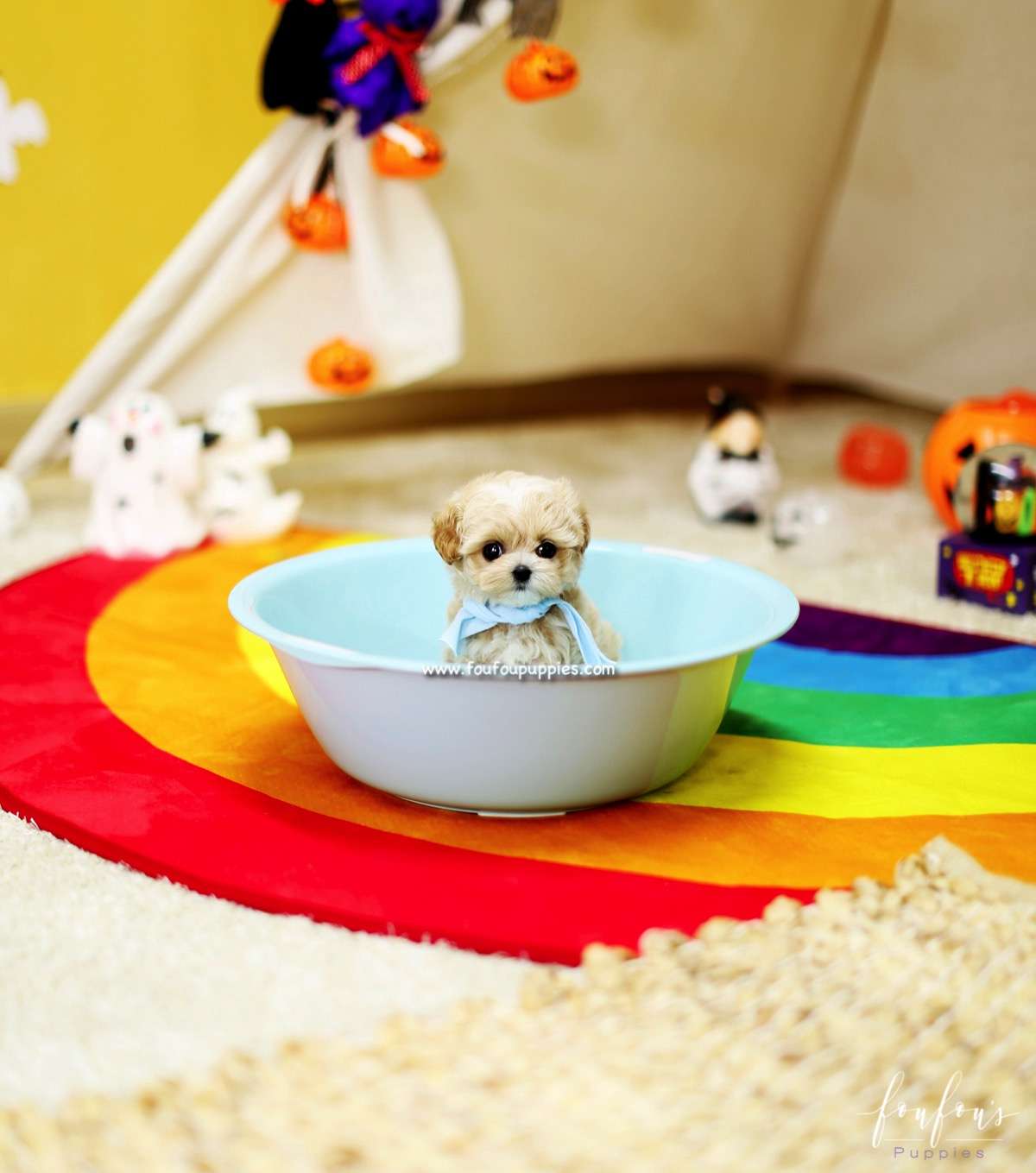 Gizmo - Maltipoo M.