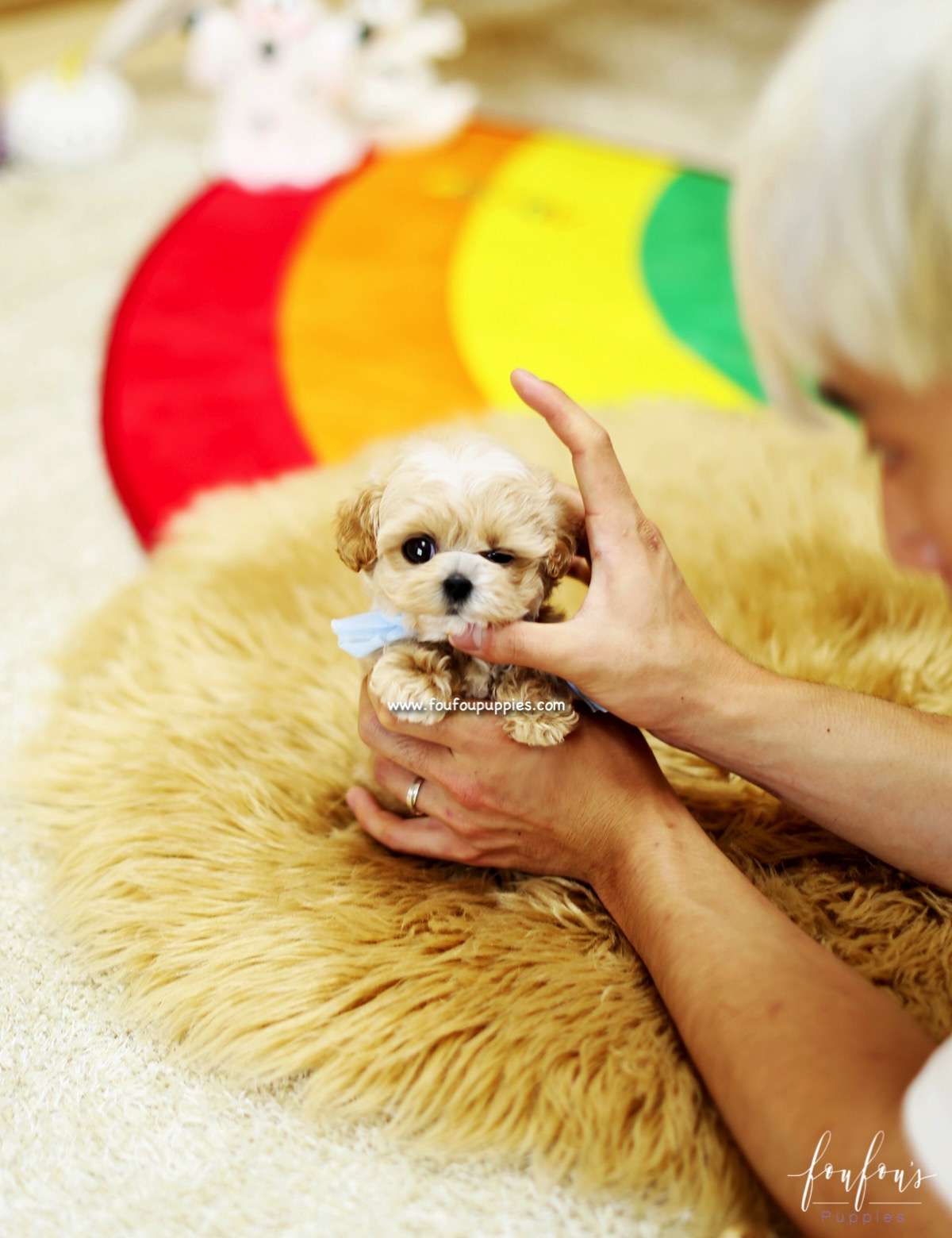 Gizmo - Maltipoo M.