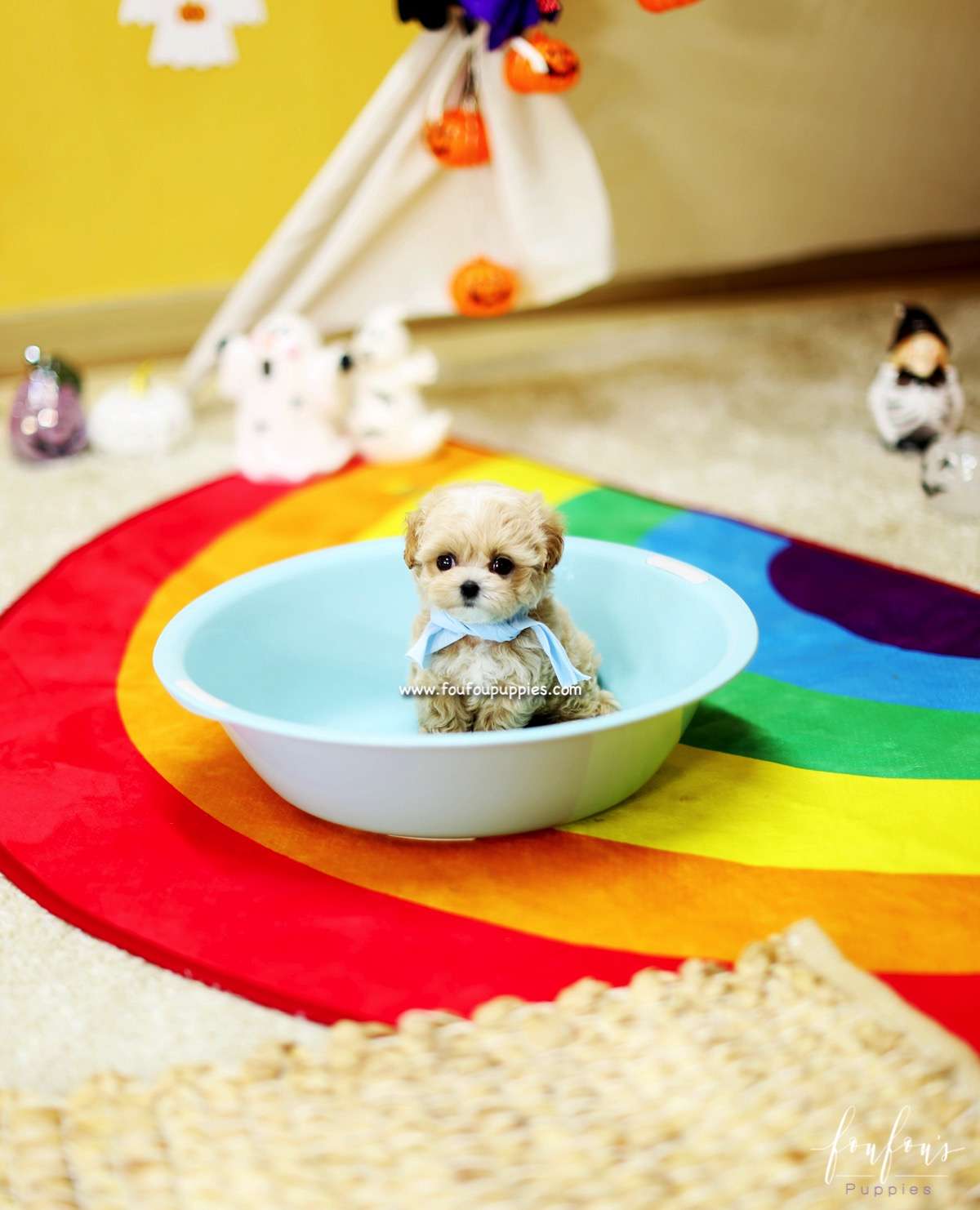 Gizmo - Maltipoo M.