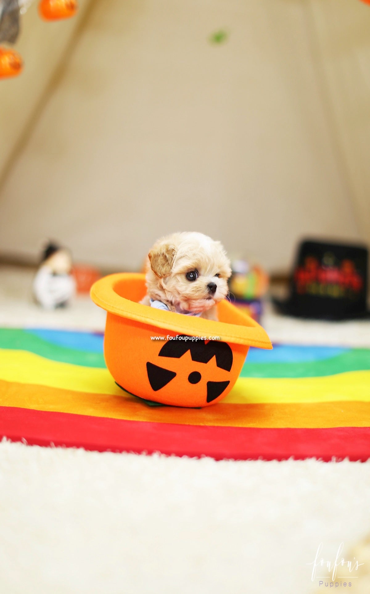 Gizmo - Maltipoo M.