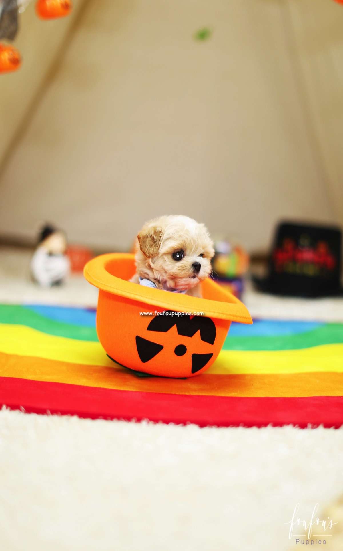 Gizmo - Maltipoo M.