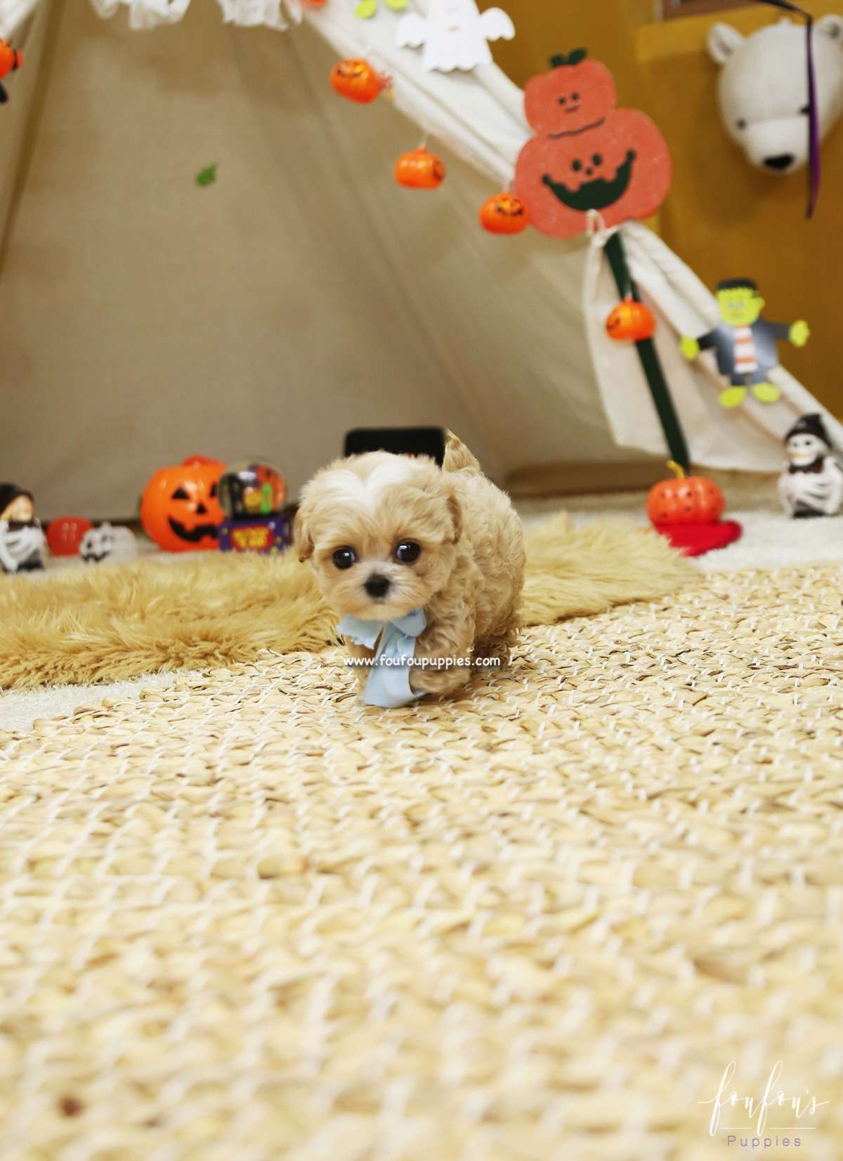 Gizmo - Maltipoo M.