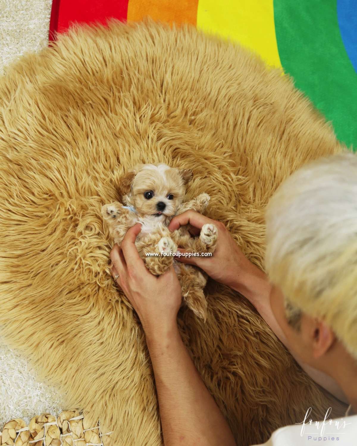 Gizmo - Maltipoo M.