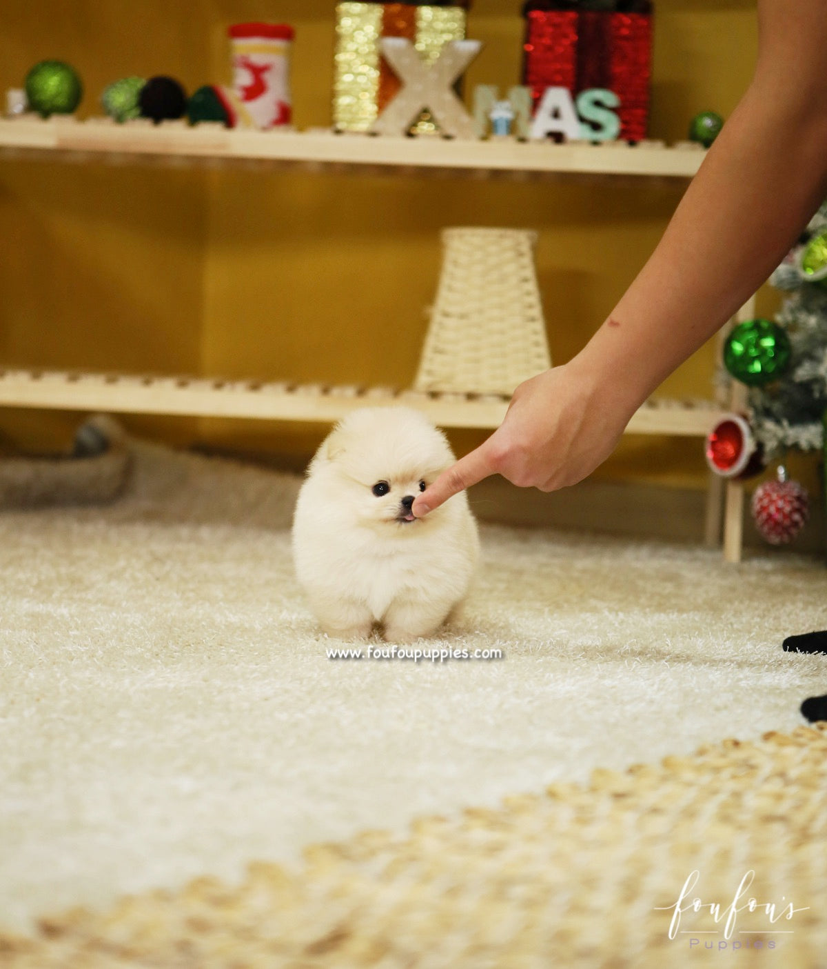 BooBear - Pomeranian M.