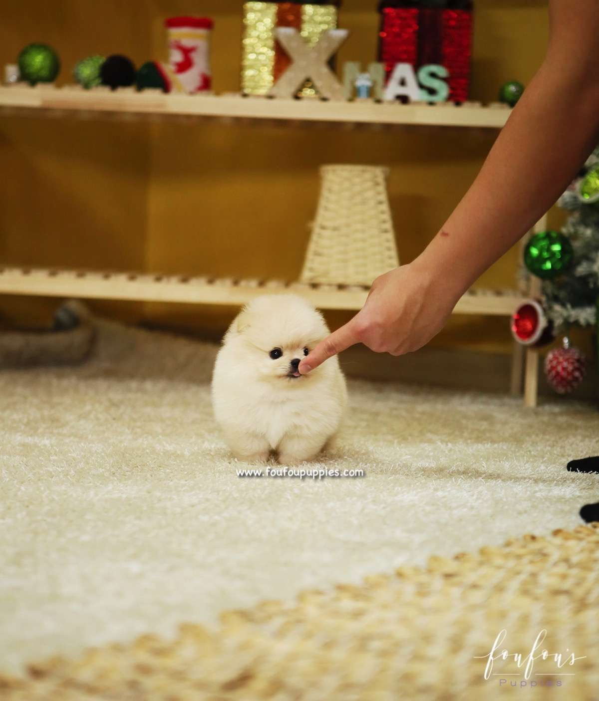 BooBear - Pomeranian M.