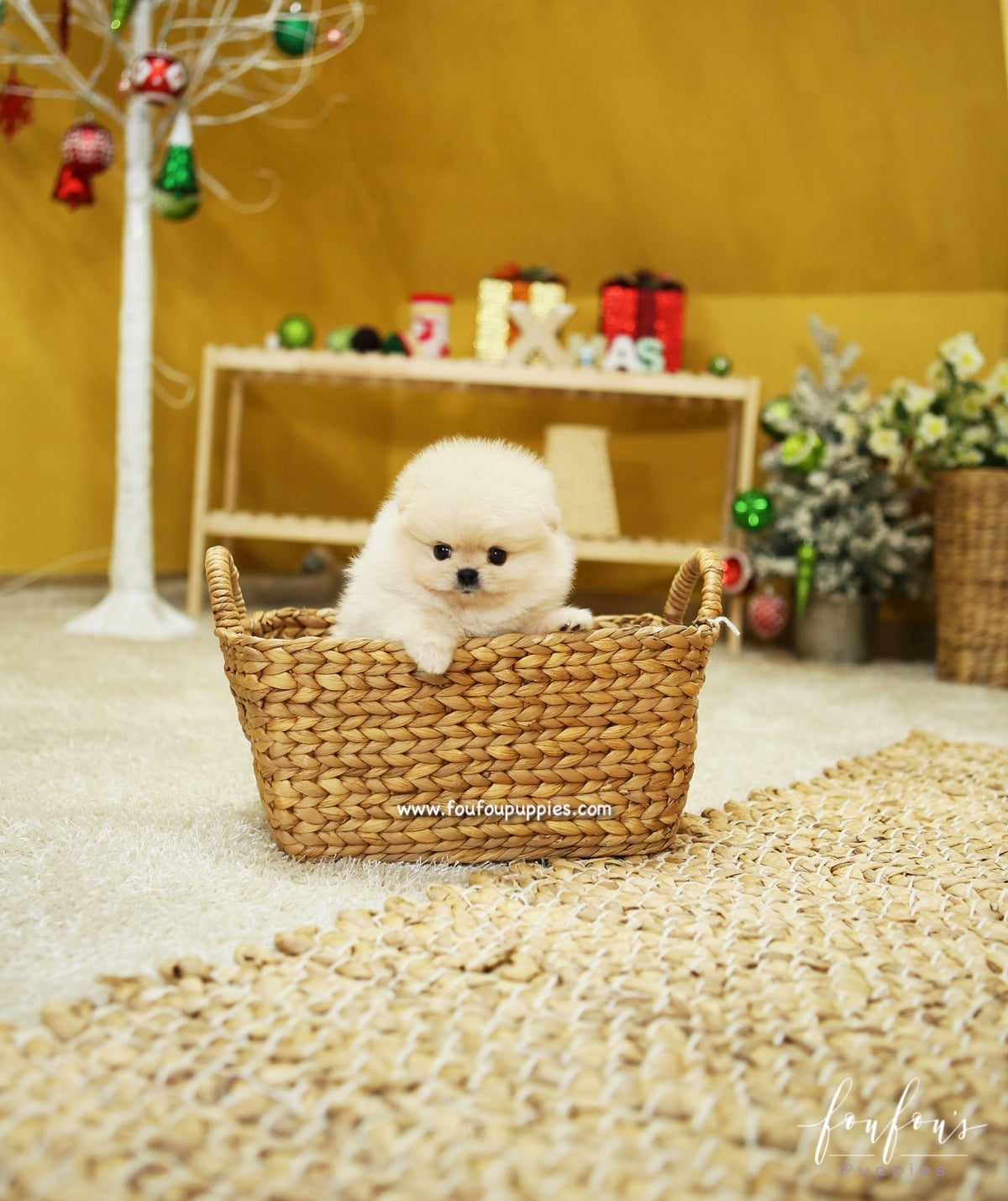 BooBear - Pomeranian M.