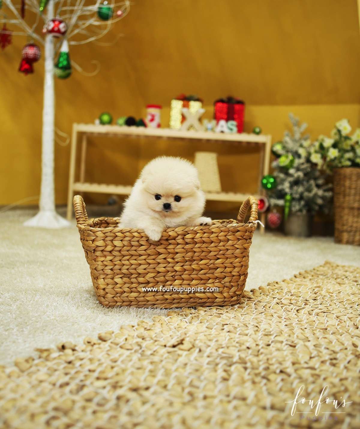 BooBear - Pomeranian M.