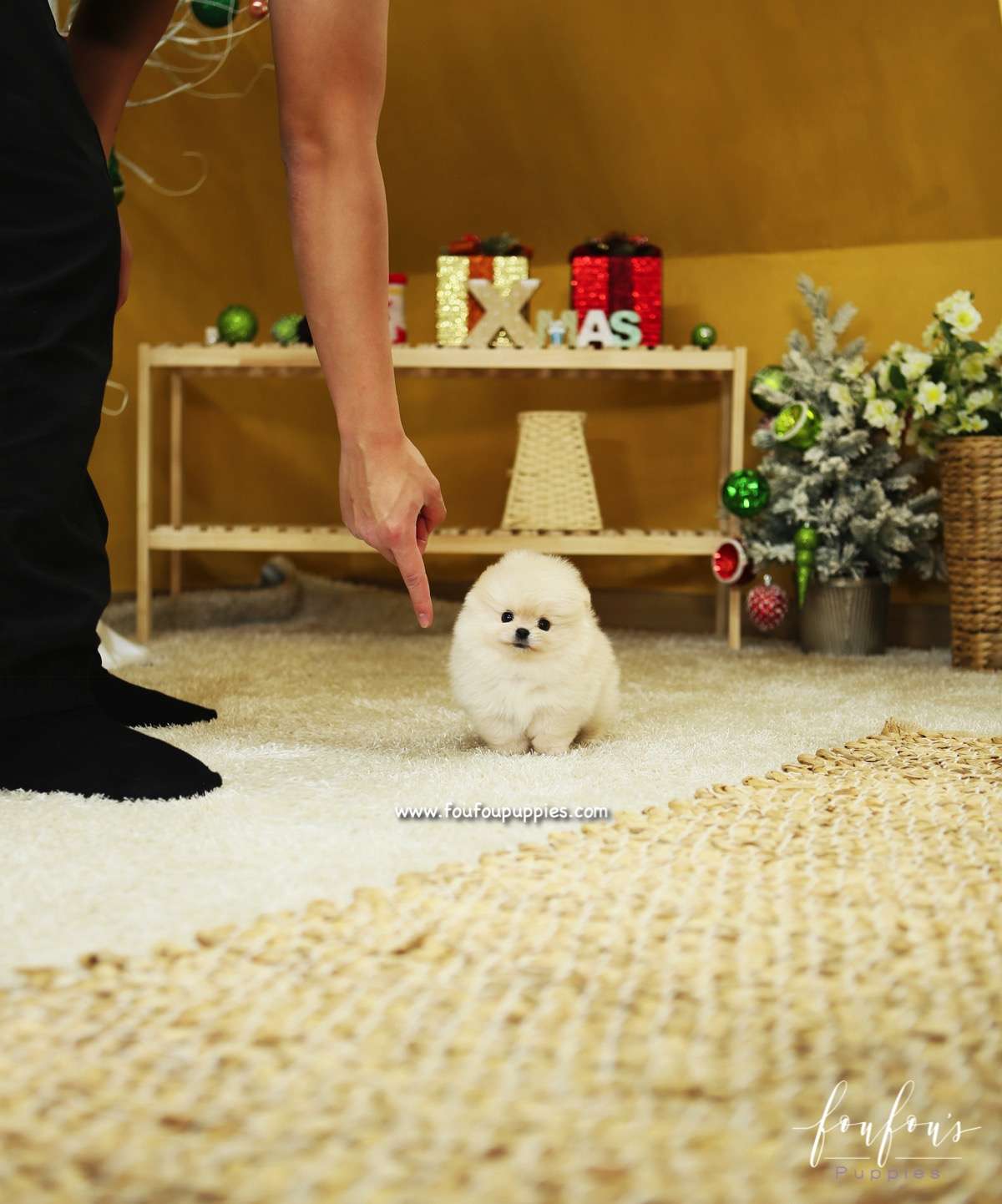 BooBear - Pomeranian M.