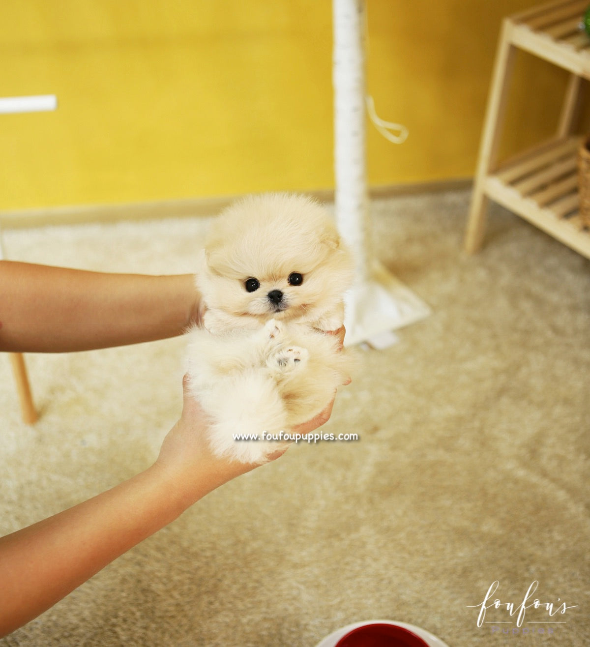 BooBear - Pomeranian M.