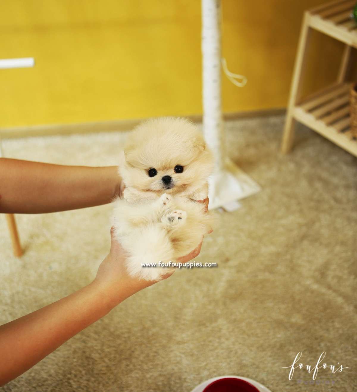 BooBear - Pomeranian M.