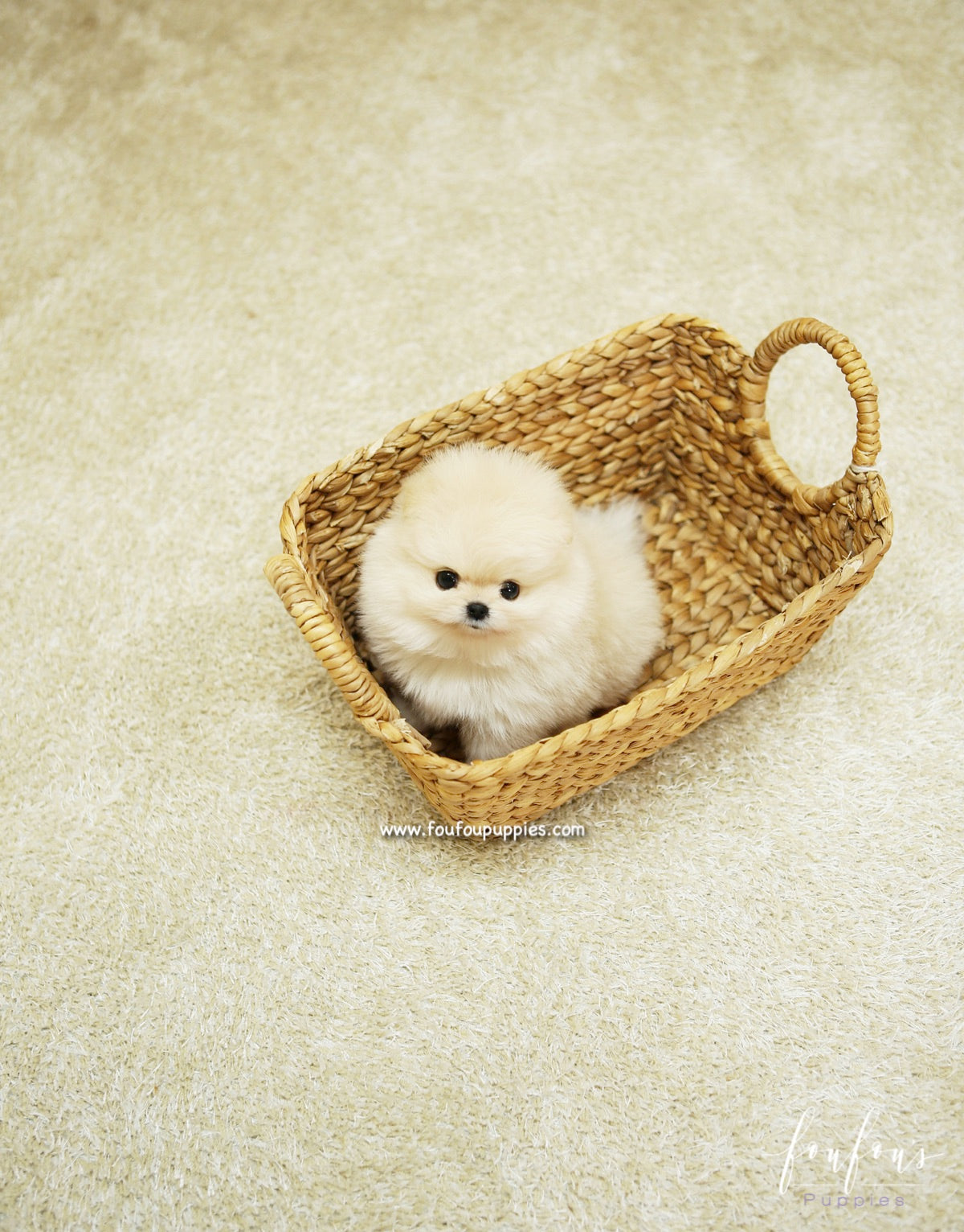 BooBear - Pomeranian M.