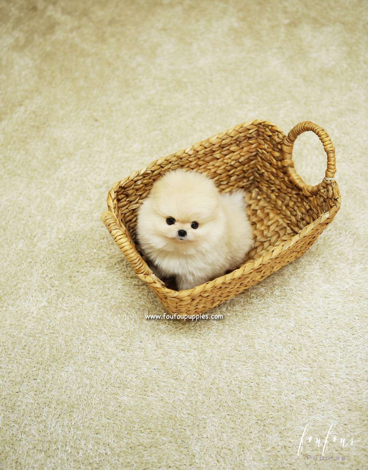BooBear - Pomeranian M.