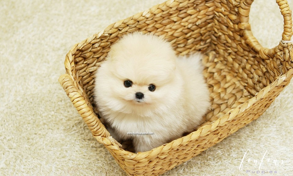 BooBear - Pomeranian M.