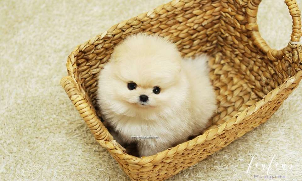 BooBear - Pomeranian M.