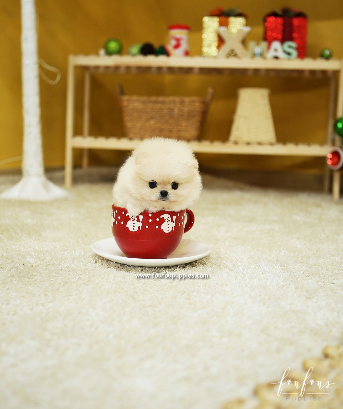 BooBear - Pomeranian M.