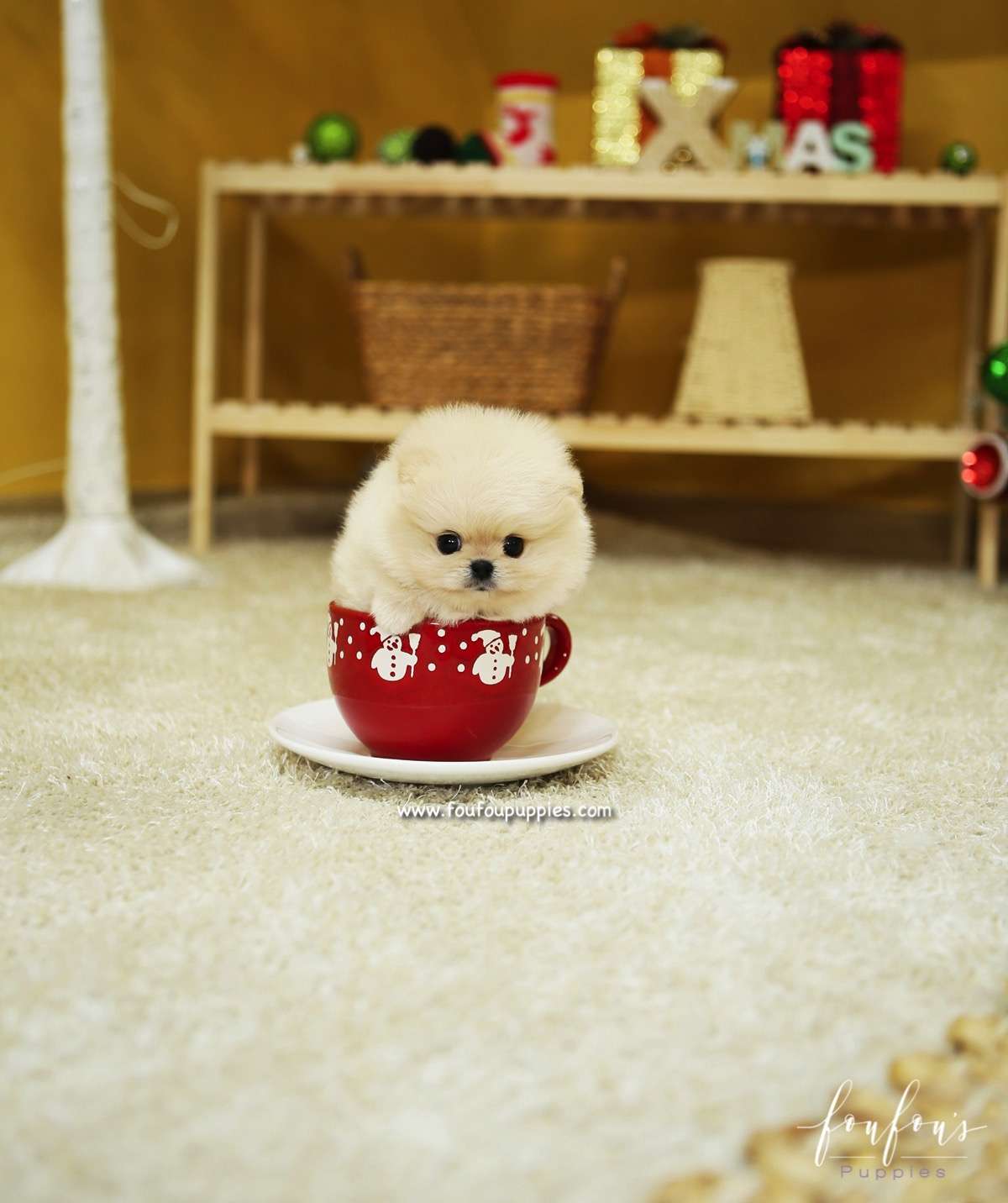 BooBear - Pomeranian M.