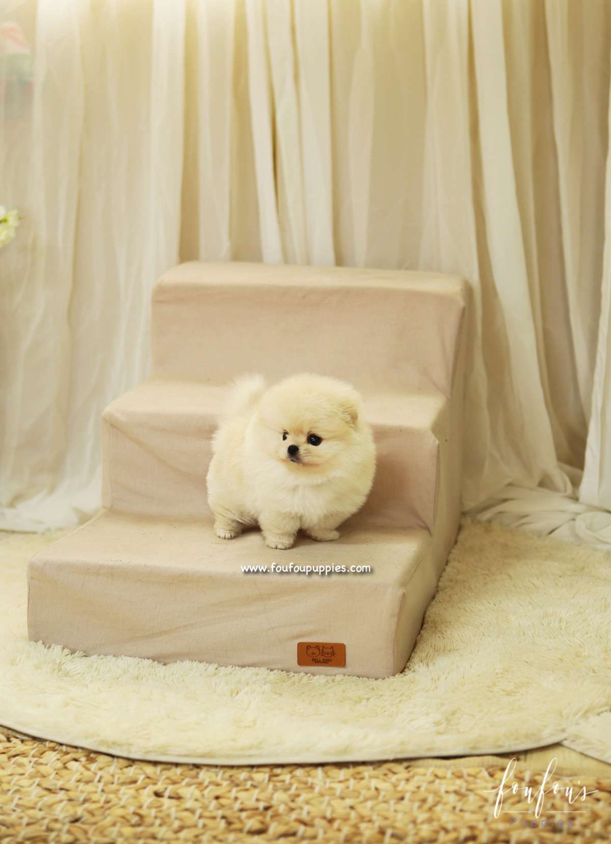 BooBear - Pomeranian M.