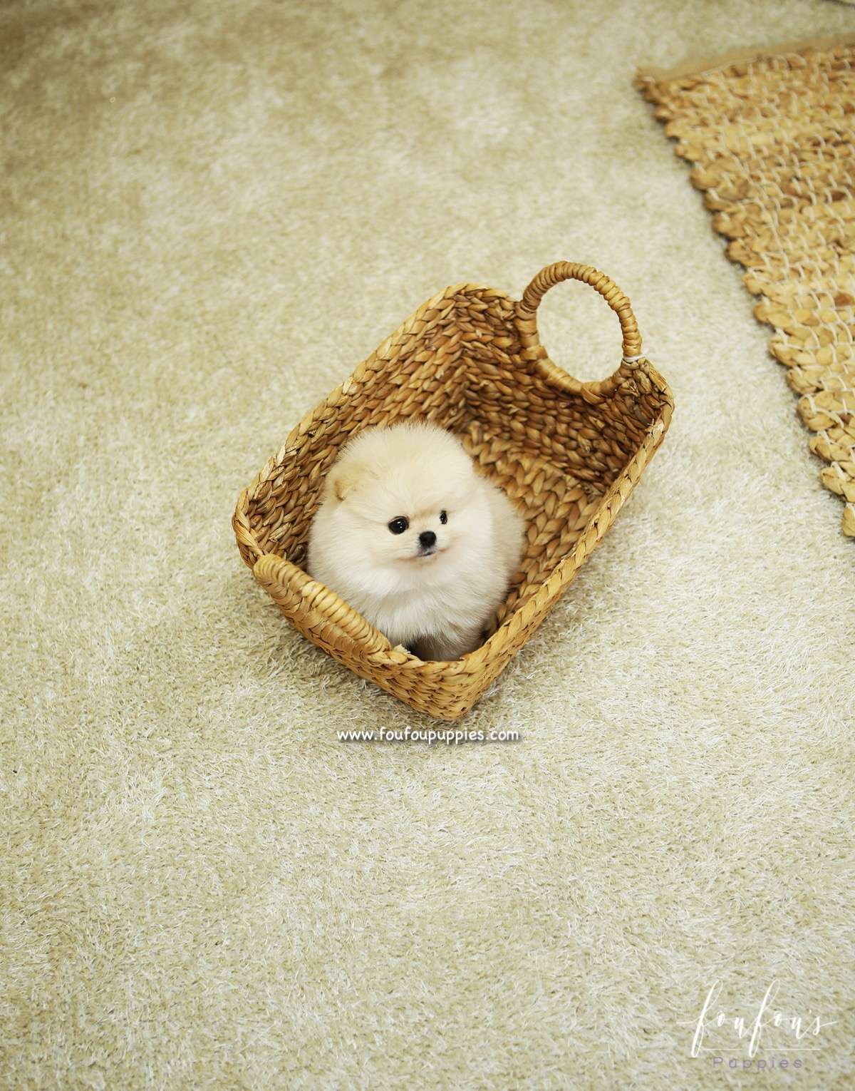 BooBear - Pomeranian M.