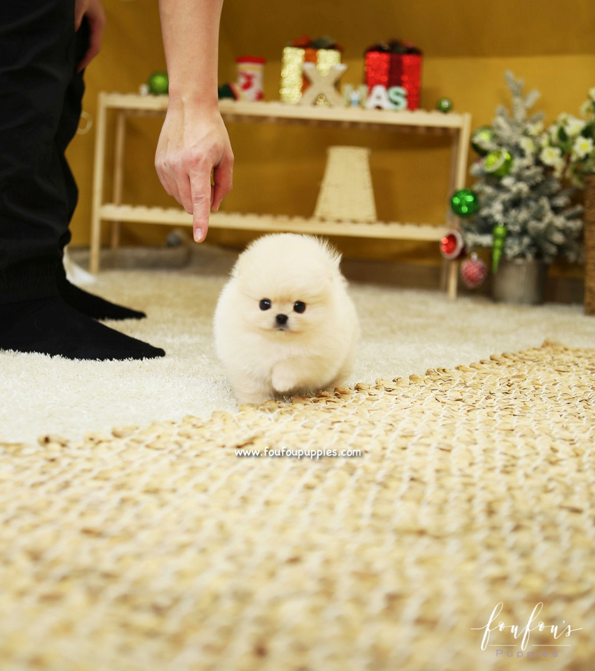 BooBear - Pomeranian M.