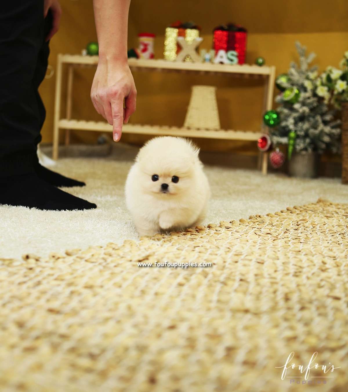 BooBear - Pomeranian M.