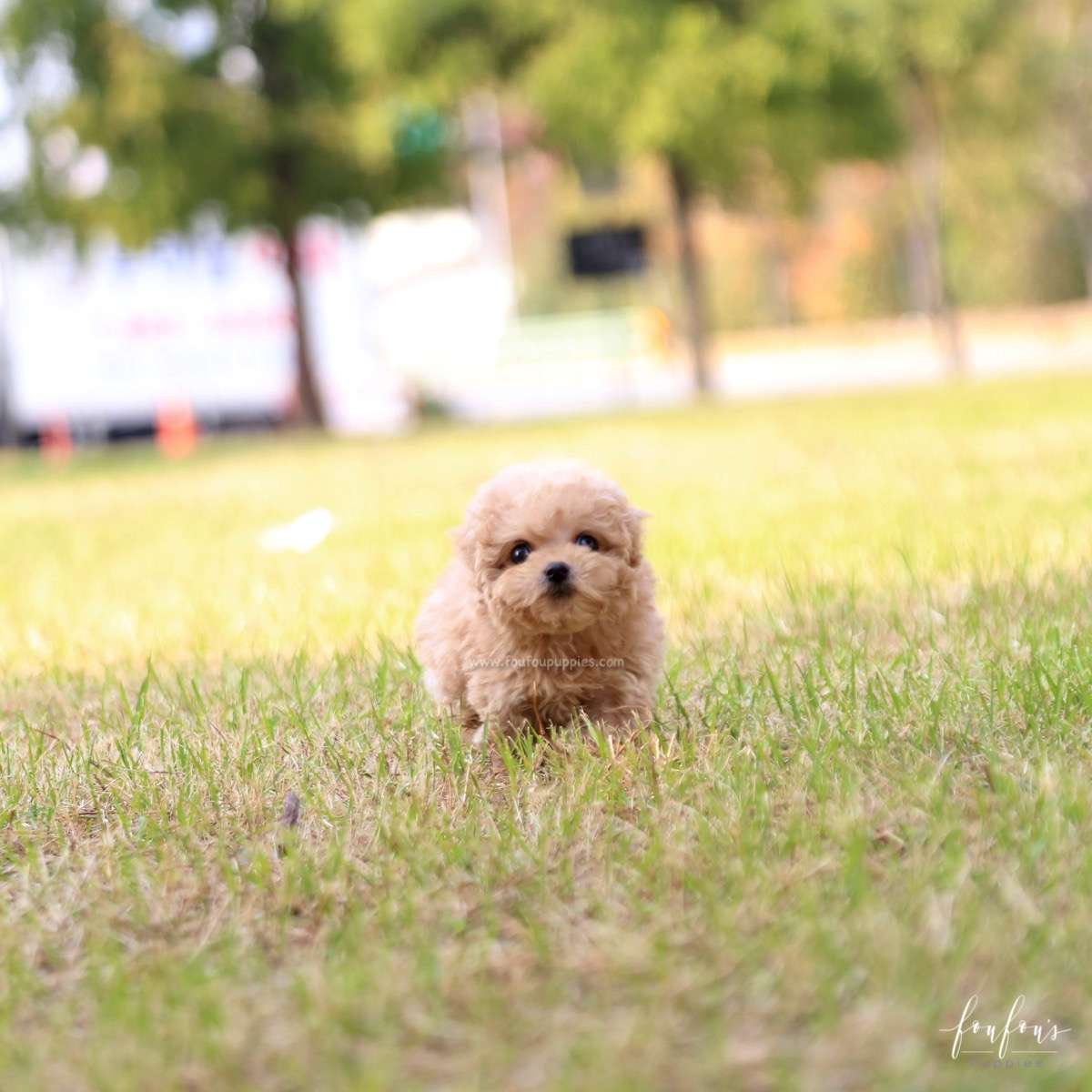 BeBe - Poodle M.