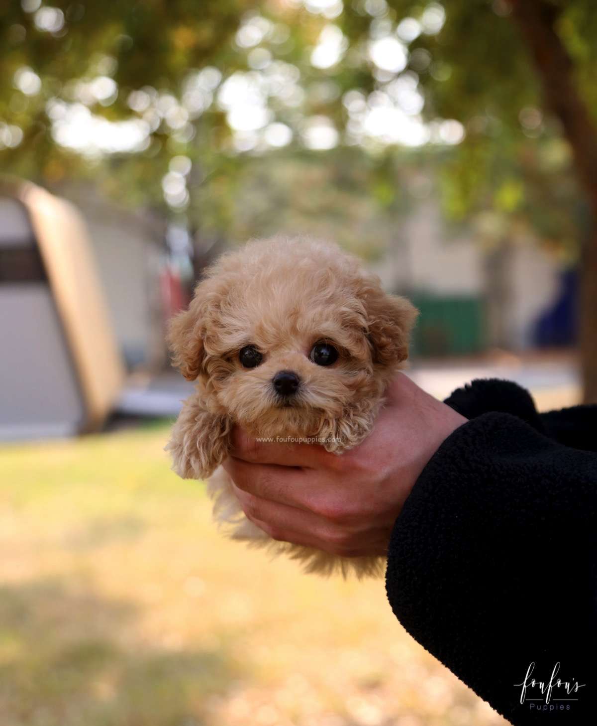 BeBe - Poodle M.