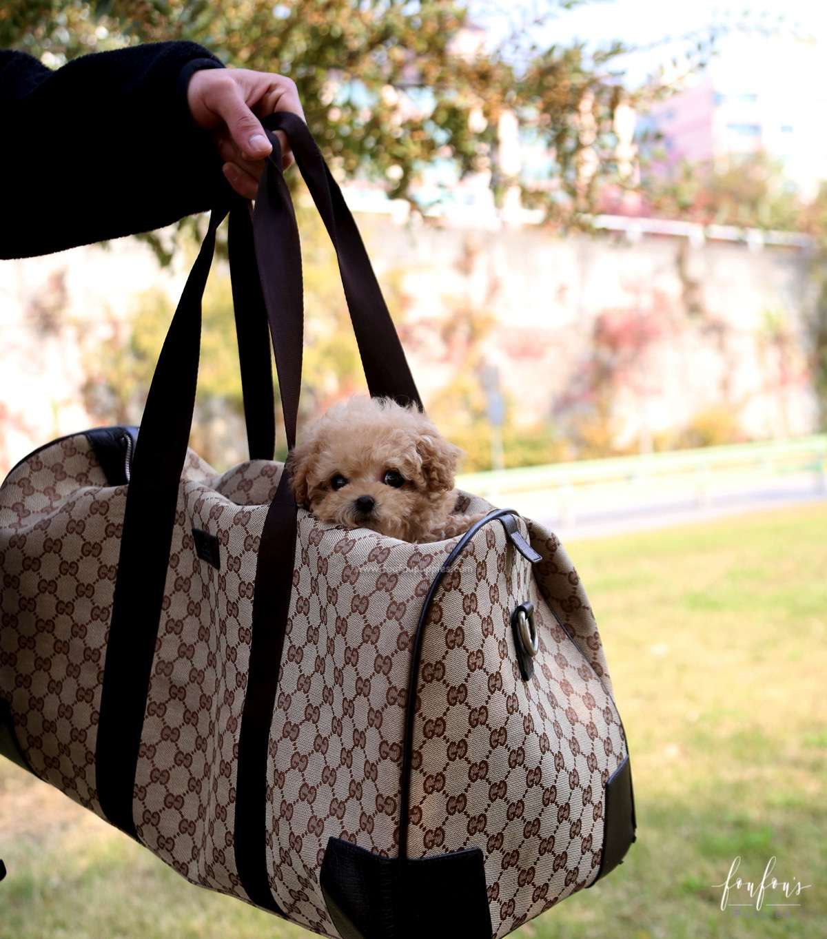 BeBe - Poodle M.